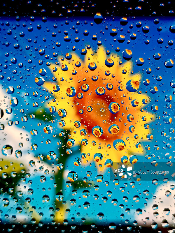 一花一世界，每一滴水，都是一朵小花朵（在室内使用水滴放大成像原理拍摄的花朵）图片素材