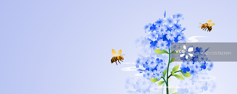 立秋花信风之蓝雪花矢量插画图片素材