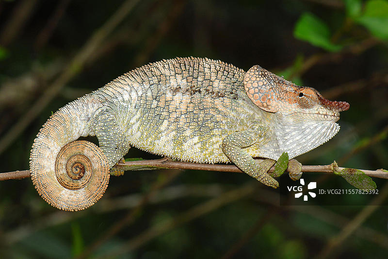 非洲,马达加斯加,短角变色龙(Calumna brevicome),马达加斯加,非洲图片素材