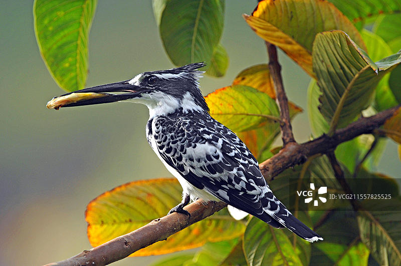 鱼鹰栖息在栖木上，嘴里叼着鱼，斑头鸊鷉（Ceryle rudis），乌干达，非洲图片素材