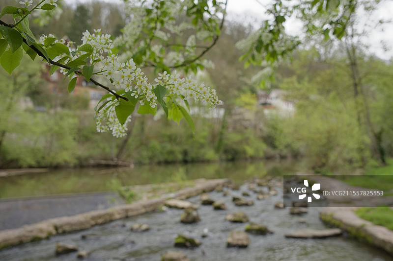 科赫谷的鱼梯，四月，春季，施韦比希哈尔，霍恩洛厄，海尔布隆-弗兰肯，巴登-符腾堡，德国，欧洲图片素材