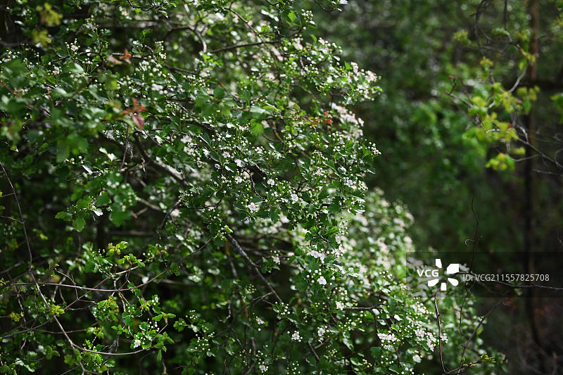 伊瑟尔隆。今年四月异常温暖的天气已经让我们感受到了五月的气息。大自然在色彩的狂欢中绽放。图片素材
