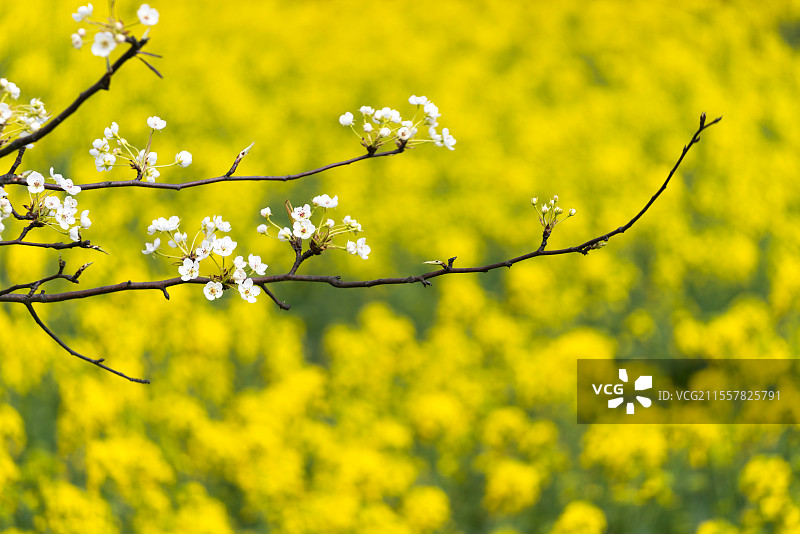 一支梨花图片素材