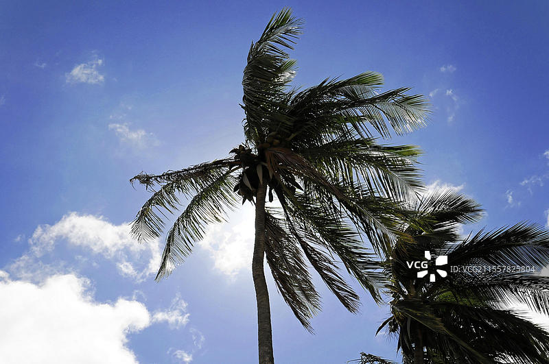 尼加拉瓜圣胡安德尔苏尔，高大的棕榈树在天空中，叶子在阳光下随风飘动，中美洲，中美洲图片素材