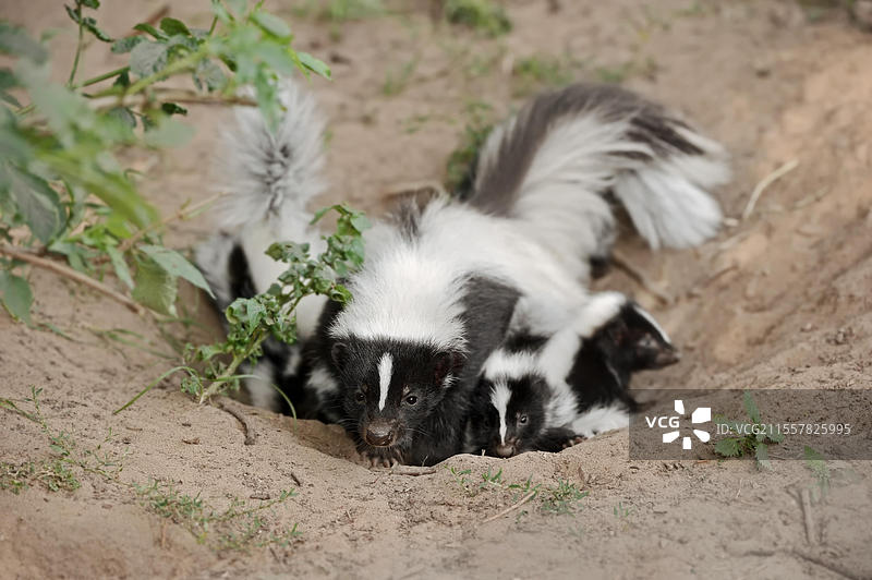 条纹臭鼬（Mephitis mephitis），母兽与幼崽在洞穴中，圈养，分布于北美图片素材