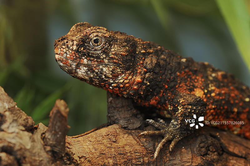 中国鳄蜥（Shinisaurus crocodilurus），圈养，分布于中国图片素材