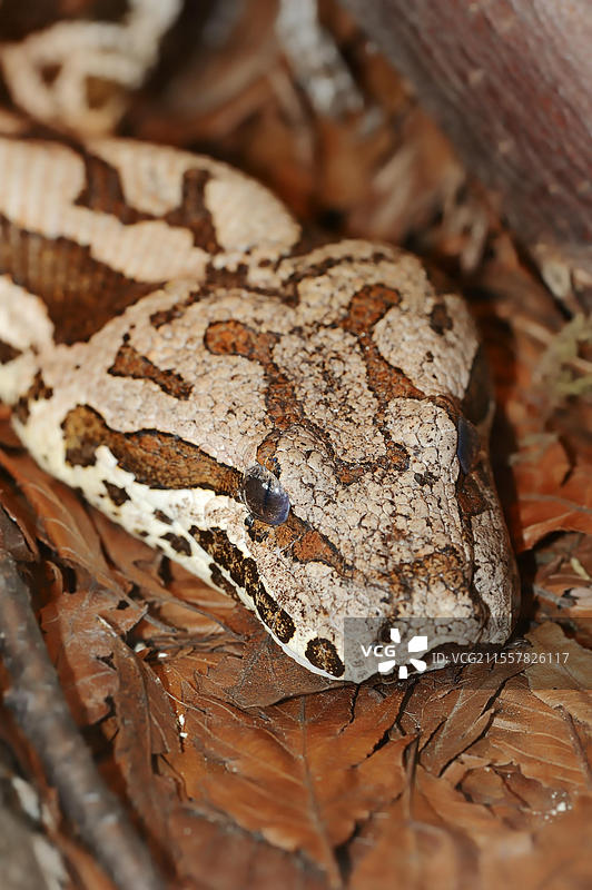 杜美尔蟒（Acrantophis dumerili），圈养，产于马达加斯加图片素材