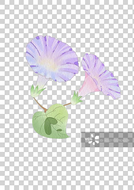 牵牛花图片素材