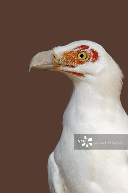 棕榈秃鹫（Gypohierax angolensis），肖像，圈养，分布于非洲图片素材