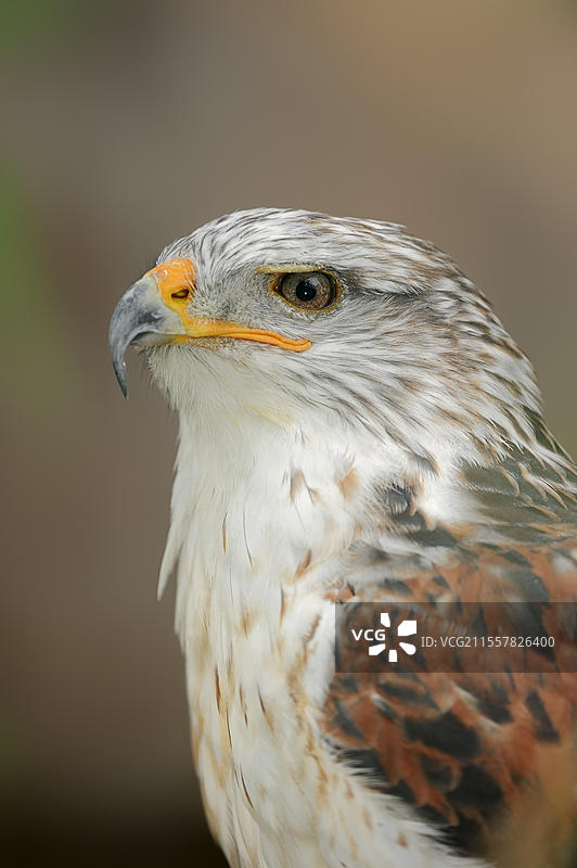 铁锈鹰（Buteo regalis），肖像，圈养，分布于北美图片素材