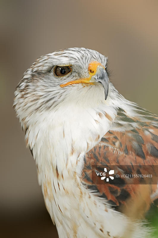 铁锈鹰（Buteo regalis），肖像，圈养，北美分布图片素材