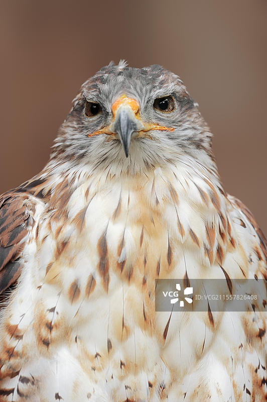 铁锈鹰（Buteo regalis），肖像，圈养，分布于北美图片素材