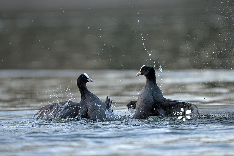 欧亚水鸡，水鸡（Fulica atra），成年鸟类打斗，竞争对手，领地行为，求偶，奥伯豪森，鲁尔区，北莱茵-威斯特法伦，德国，欧洲图片素材
