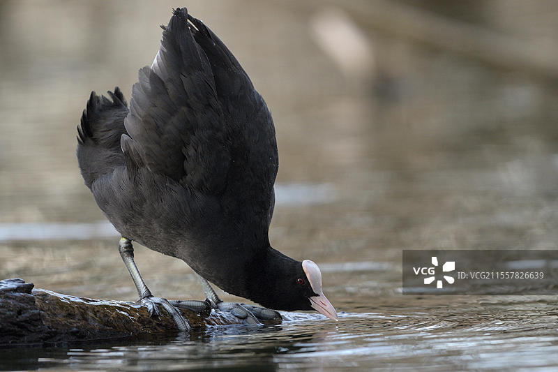 欧亚水鸡，黑水鸡（Fulica atra），成年鸟，领地行为，求偶展示，德国北莱茵-威斯特法伦州鲁尔区奥伯豪森，欧洲图片素材