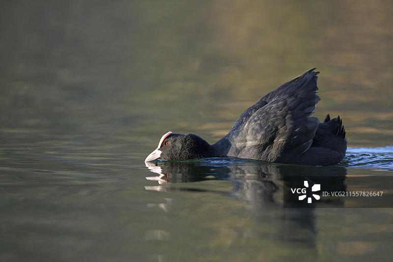 欧亚水鸡，黑水鸡（Fulica atra），威胁性的成年鸟，领土行为，求偶，奥伯豪森，鲁尔区，北莱茵-威斯特法伦，德国，欧洲图片素材