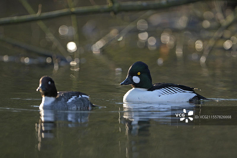 普通金眼鸭（Bucephala clangula），雄鸟在交配羽毛中，雌鸟呼唤交配，德国北莱茵-威斯特法伦州鲁尔区奥伯豪森图片素材