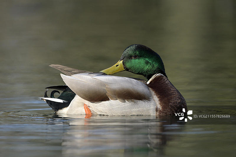 雄性绿头鸭（Anas platyrhynchos）在繁殖羽毛中梳理羽毛，德国北莱茵-威斯特法伦州鲁尔区奥伯豪森。图片素材