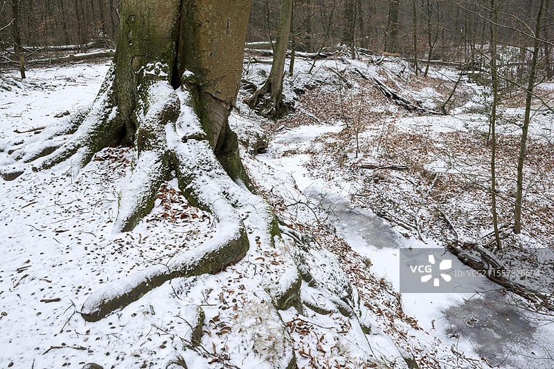 汉德巴赫,罗特巴赫的支流,近自然溪流,山毛榉森林,冰雪覆盖,位于博特罗普和奥伯豪森之间,鲁尔区,北莱茵-威斯特法伦,德国,欧洲图片素材