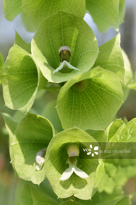 神奇的绿色贝壳状萼筒的贝壳花图片素材