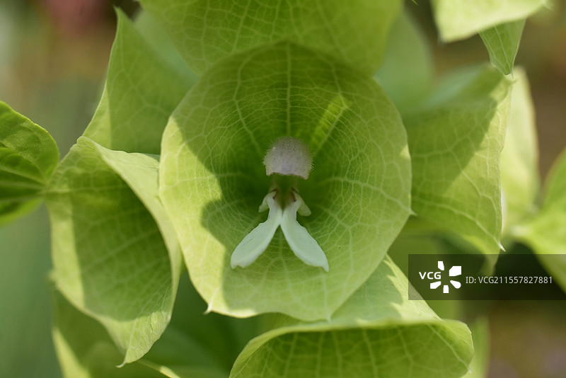 神奇的绿色贝壳状萼筒的贝壳花图片素材