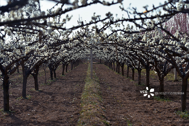 春天开满花的李子园图片素材