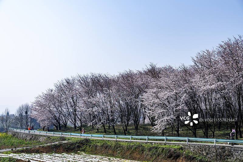 樱花樱花园图片素材