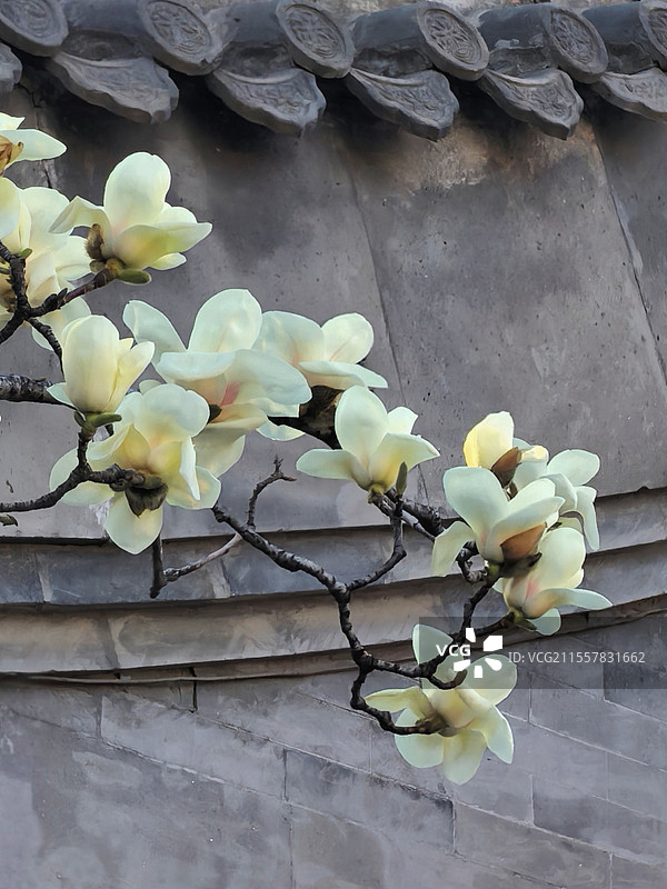 玉兰花开图片素材