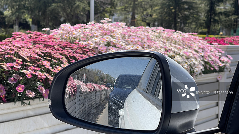 早春的大理街道上玛格丽特花开得正好图片素材