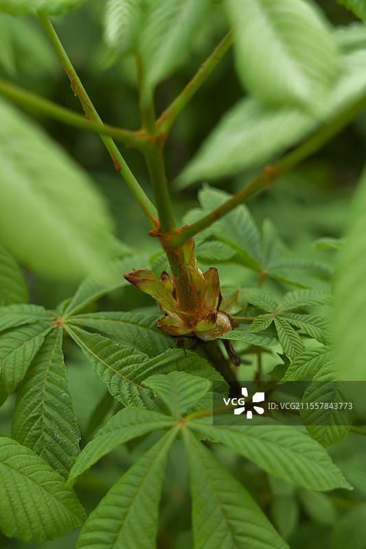 春季马栗树(Aesculus hippocastanum)的发育过程,栗子,栗树,四月,施瓦比希哈尔,科赫塔尔,科赫,霍恩洛厄,海尔布隆-弗兰肯,巴登-符腾堡,德国,欧洲图片素材