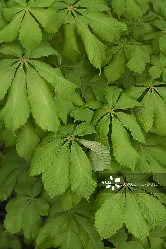 春天的绿色栗子叶,样本,四月,马栗树(Aesculus hippocastanum),施瓦本霍尔,霍恩洛厄,海尔布隆-弗兰肯,巴登-符腾堡,德国,欧洲图片素材