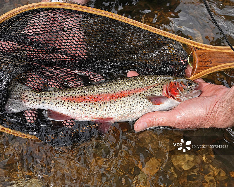一位飞蝇钓鱼者在美国科罗拉多州的十一英里峡谷捕获了一条鳟鱼。图片素材