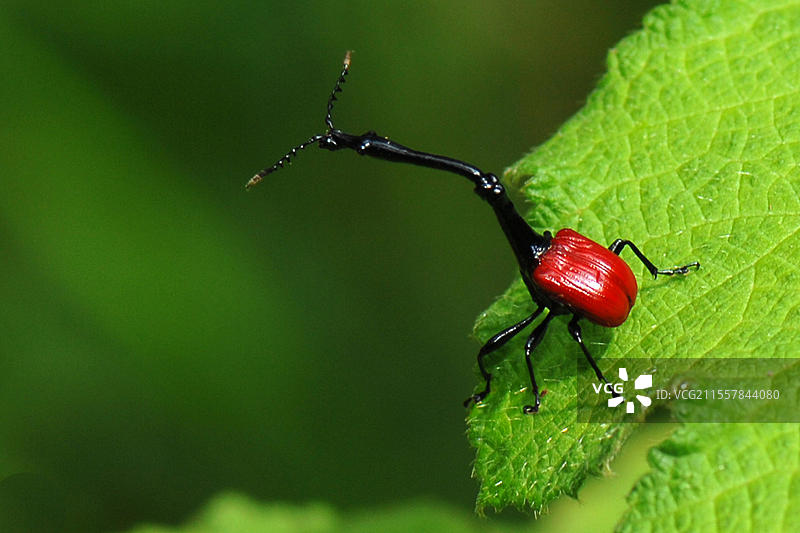 非洲,马达加斯加,岛屿,印度洋,动物,昆虫,甲虫,长颈鹿象甲(Trachelophorus giraffa),马达加斯加,非洲图片素材
