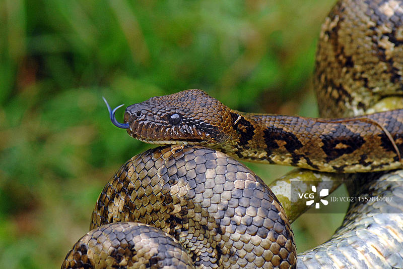亚马逊树蟒（Corallus hortulanus），马达加斯加，非洲图片素材