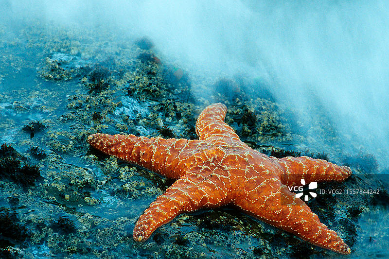 海星（Pisaster ochraceus），奥林匹克国家公园，华盛顿州，美国，奥林匹克国家公园，华盛顿，德意志联邦共和国，北美图片素材