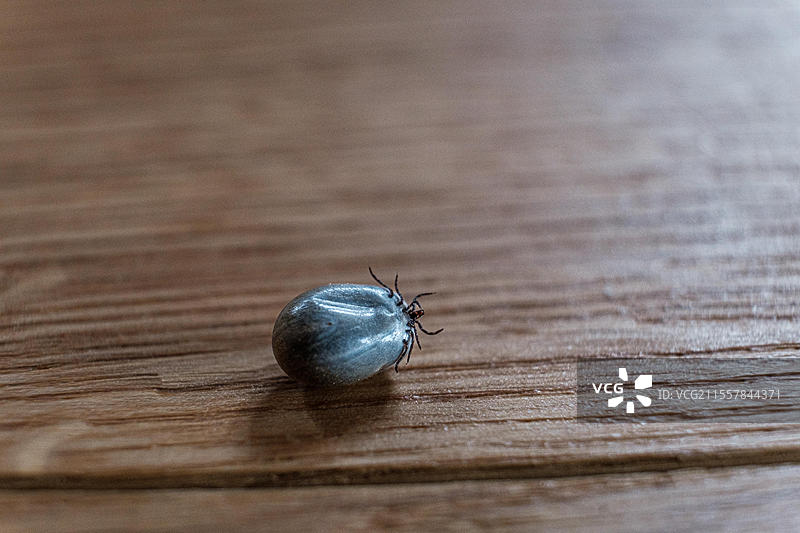 伊克斯德蜱，蜱虫，节肢动物，蛛形纲，木蜱，螨虫，疾病媒介，脑炎，莱姆病，躺着，掉落，完全吸血，伦格里斯，巴伐利亚图片素材