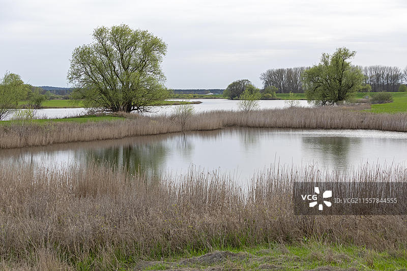 德国下萨克森州布莱克德附近的埃尔布塔劳地区，树木、芦苇和水域图片素材