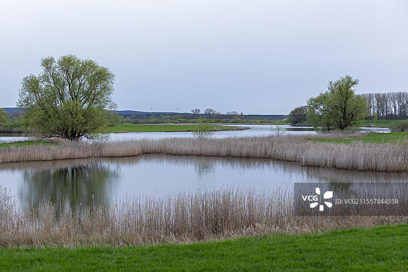 德国下萨克森州布莱克德附近的埃尔布塔劳地区，树木、芦苇和水域图片素材