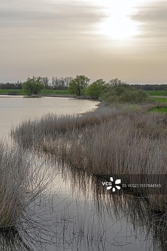 德国下萨克森州布莱克德附近的埃尔比河谷，树木、芦苇、水、阳光和日落图片素材