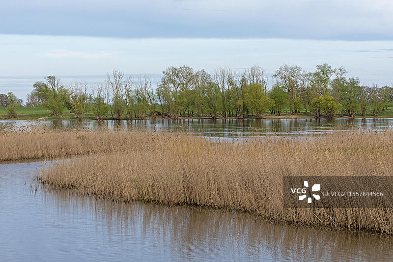 树木、芦苇、水、易尔贝河、布莱克德附近的易尔贝河谷，德国下萨克森，欧洲图片素材