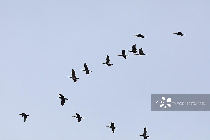 飞翔的鸬鹚，群体，德国下萨克森州布莱克德附近的埃尔比河谷，欧洲图片素材