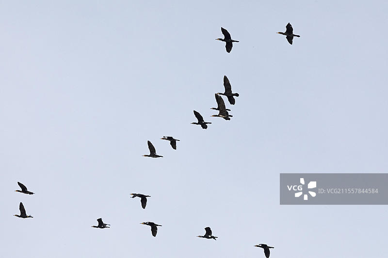 飞翔的鸬鹚，群体，德国下萨克森州布莱克德附近的埃尔比河谷，欧洲图片素材