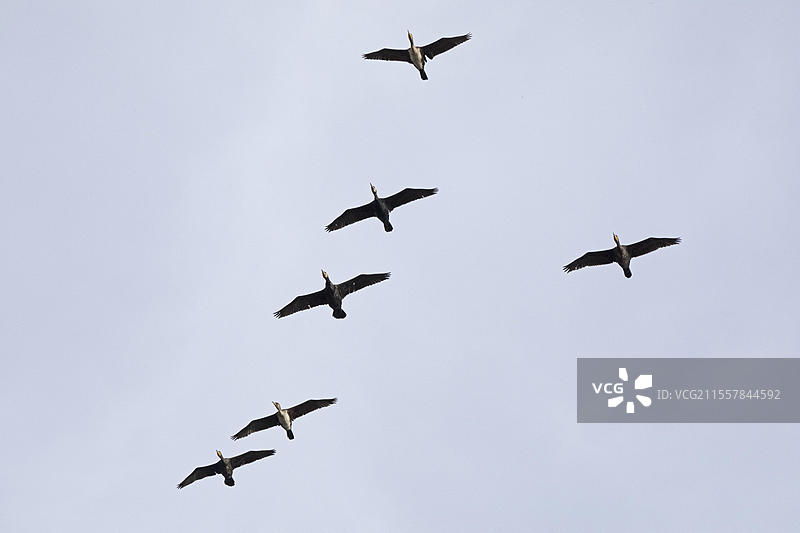 飞翔的鸬鹚，群体，德国下萨克森州布莱克德附近的埃尔布河谷，欧洲图片素材