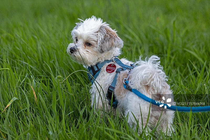 布隆卡犬，德国下萨克森州布莱克德附近的埃尔比塔劳地区，欧洲图片素材