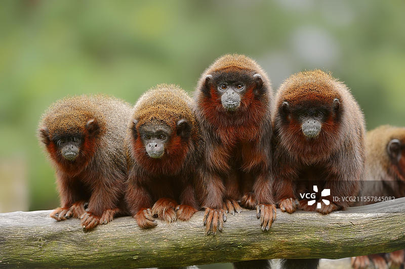 红色跳猴或红色提提猴（Plecturocebus cupreus，Callicebus cupreus），圈养，分布于巴西和秘鲁图片素材