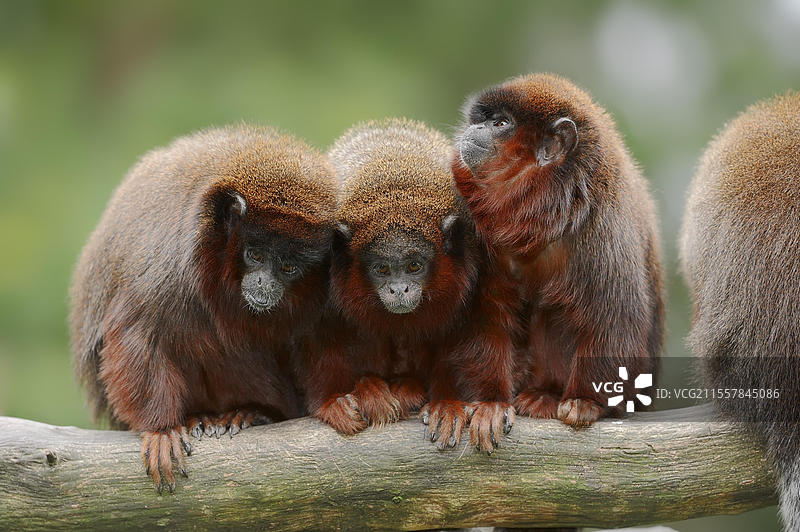 红色跳猴或红色提提猴（Plecturocebus cupreus，Callicebus cupreus），圈养，分布于巴西和秘鲁图片素材