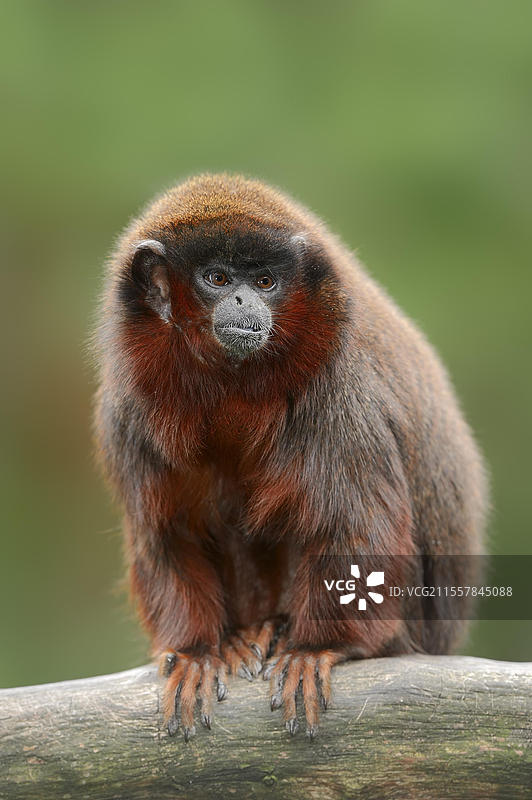 红色跳猴或红色提提猴（Plecturocebus cupreus, Callicebus cupreus），圈养，分布于巴西和秘鲁图片素材