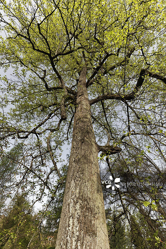 巨型西部红杉（Thuja plicata），从下方视角，树干和树冠，库尔公园巴登维勒，黑森林，马克格雷夫勒地区，巴登-符腾堡州，德国，欧洲图片素材