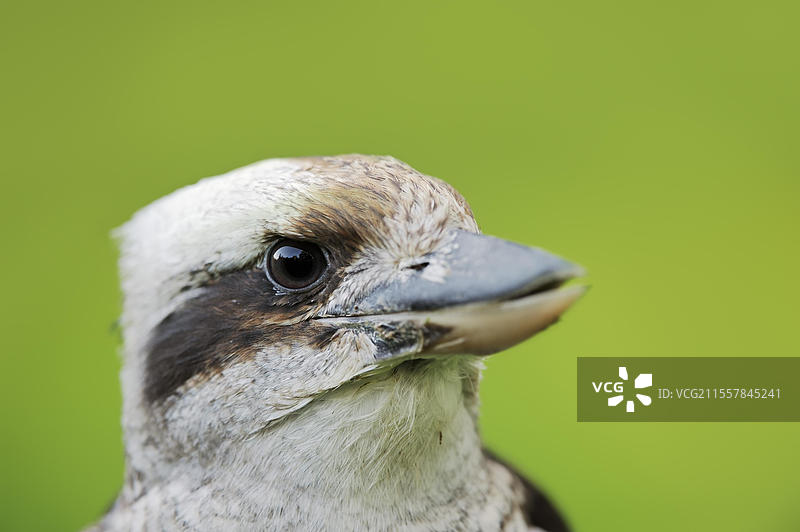 笑声汉斯或猎人翠鸟（Dacelo novaeguineae，Dacelo gigas），肖像，圈养，分布于澳大利亚图片素材