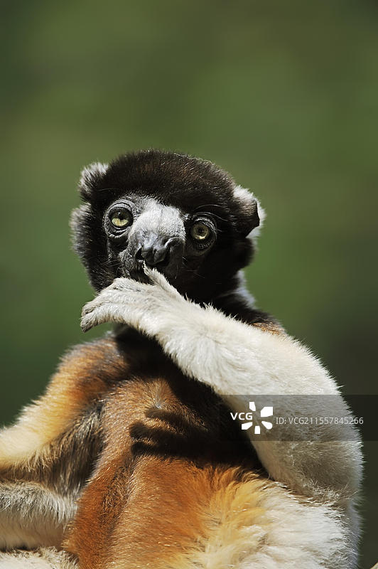 冠冕狒狒(Propithecus coronatus,Propithecus verreauxi coronatus),圈养,产于马达加斯加图片素材