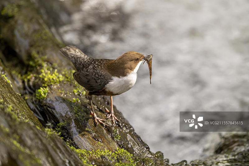 白喉水鸲（Cinclus cinclus），在急流中叼着猎物，德国莱茵兰-普法尔茨，欧洲图片素材